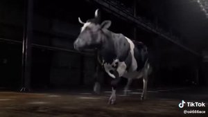 Танец каровы