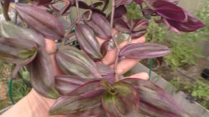 Мои традесканции. Более 20 сортов. Обзор молодой коллекции. Пышная традесканция за 3 месяца из черен