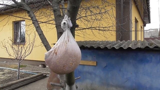 КАК ГОЛУБЯМ подготовить зерно / Состав зерно-смеси / Как травят зерно