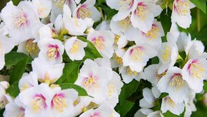 Чубушник — сорта и разновидности, описание