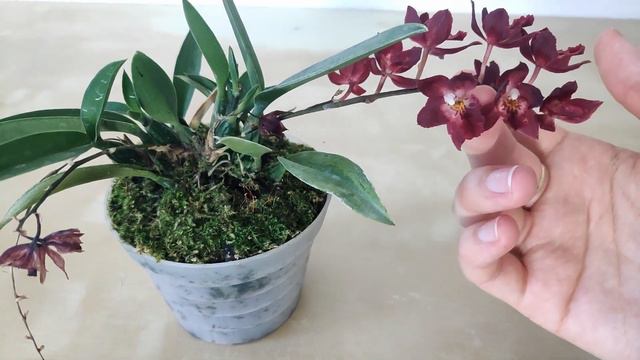 Orchids in Bloom December 2019 смотреть онлайн