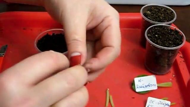 Как посадить листья сенполий миниатюрных сортов