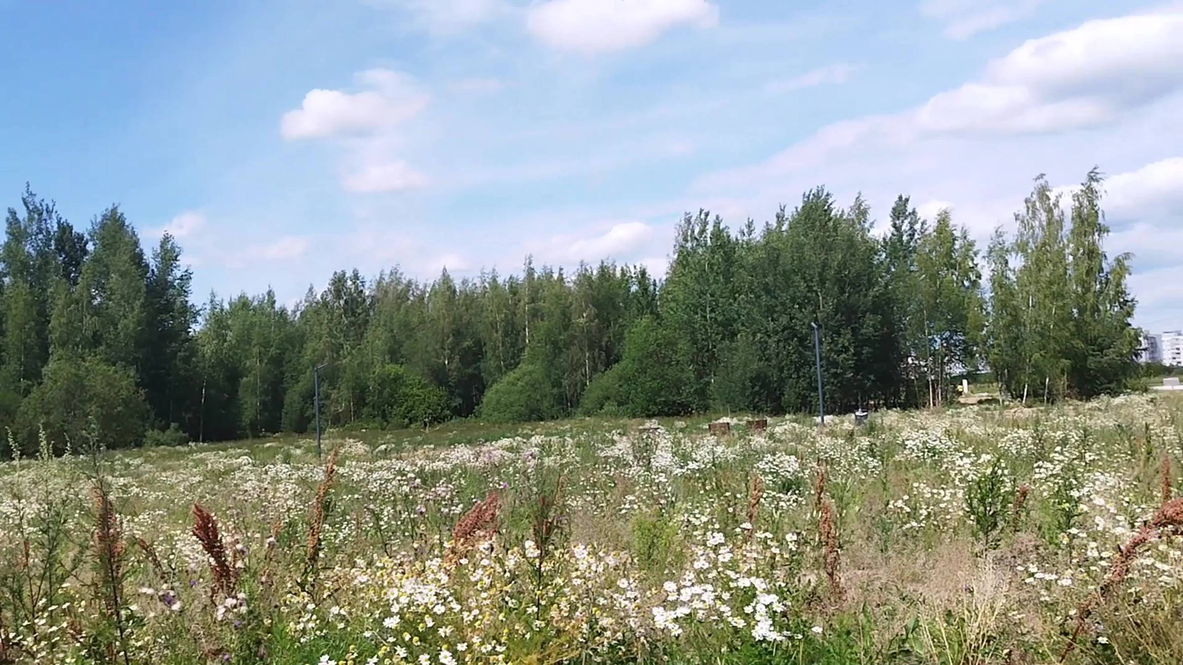 В будущем парке Березовая роща (Великий Новгород)