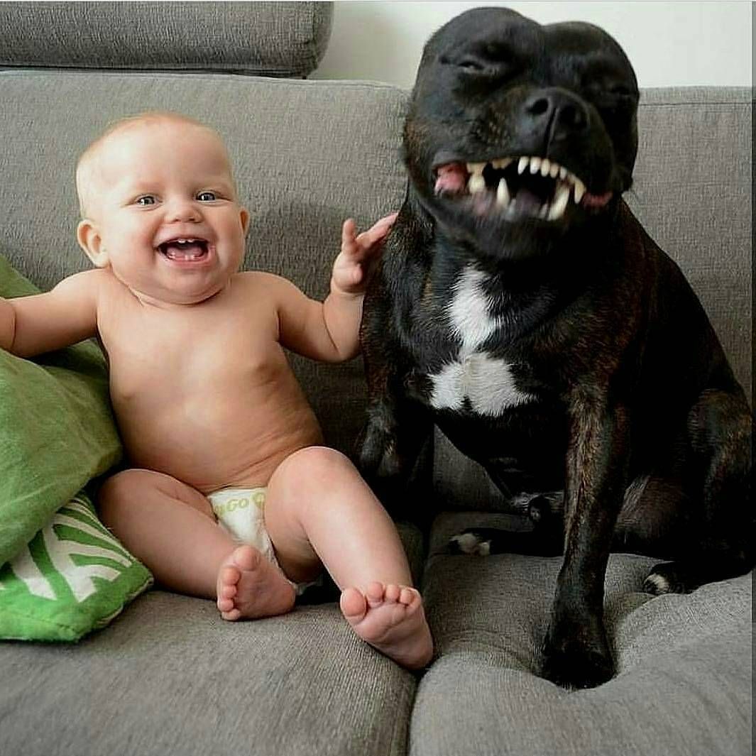 Смешные фото с собаками до слез