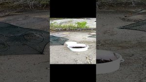 Как ловить креветок в Тверской области.