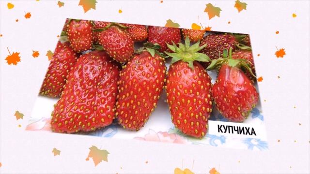 КАКИЕ СОРТА ЗЕМЛЯНИКИ БУДУТ В ТРЕНДЕ В ЭТОМ СЕЗОНЕ смотреть онлайн