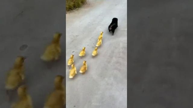 преколы жывотных