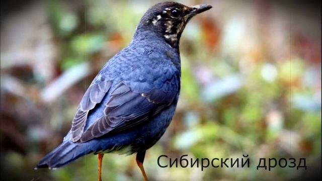 Птицы России (с названиями)
