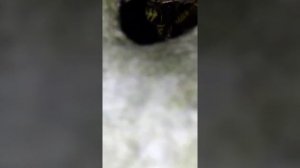 Шершней стало больше в дереве. Жизнь шершней в тополе.