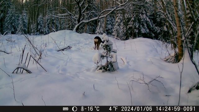 Лисица, куница, косули и заяц-беляк (Suntek HC-940A-Li) смотреть онлайн