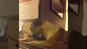 Коты и собаки и мыши!😂😂😂🐱🐩🐁