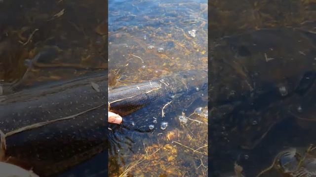 Releasing 100cm Pike