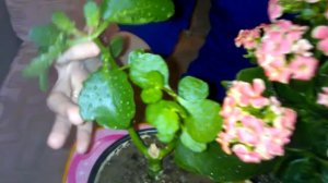 Каланхоэ после обработки