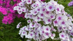 Флокс Леди Совершенство