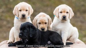 Лабрадор: уход и содержание в домашних условиях