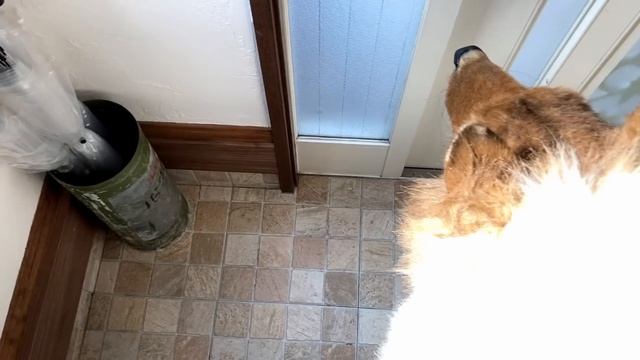 【着ぐるみ】犬になって外をお散歩してみた！ смотреть онлайн