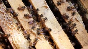 Пчелиный яд, вреден или полезен?