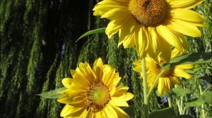 Добро побеждает зло! музыка и исполнение: Олег Сапегин,слова:Диана Арабаджиян