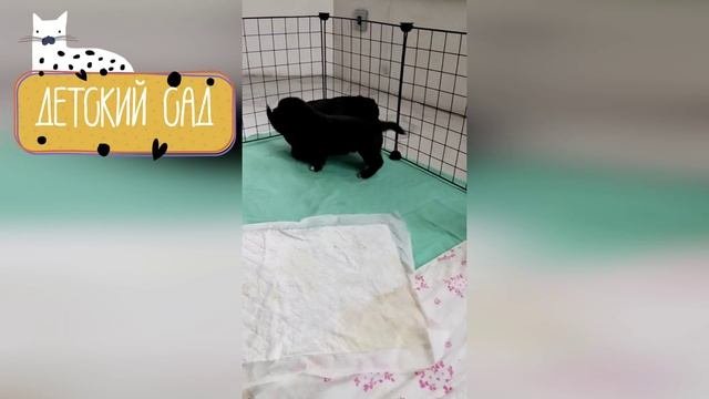 Собачий детский сад - смешные собаки