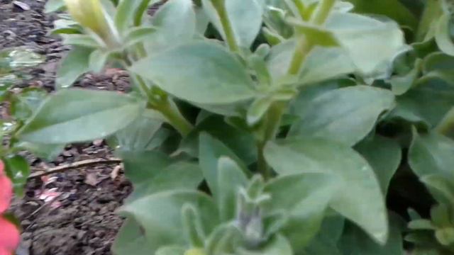 petunia pulko Maiadake silata secret tricks.how to care petunia. смотреть онлайн