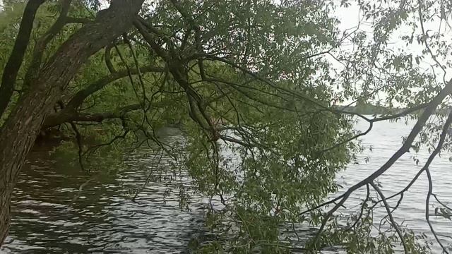 Красивые деревья у воды и над водой