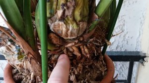 Орхидея Цимбидиум(Cymbidium)без корней  (сухие корни). Почти 3 месяца спустя.