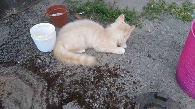 Пересадила Спатифиллум"Женское счастье"в новый горшок. Фиалки и каланхоэ. смотреть онлайн