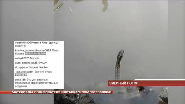 Змеиный потоп начался близ Корсаковки смотреть онлайн