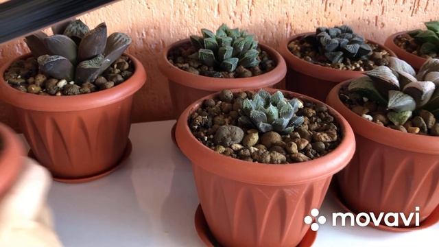 «Обзор балкона» :Эхеверии, хавортии и т.д….11 сентября 2022 г. смотреть онлайн