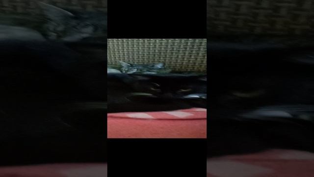 трое из ларца