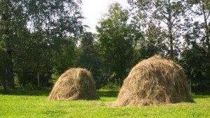 К плакучей иве