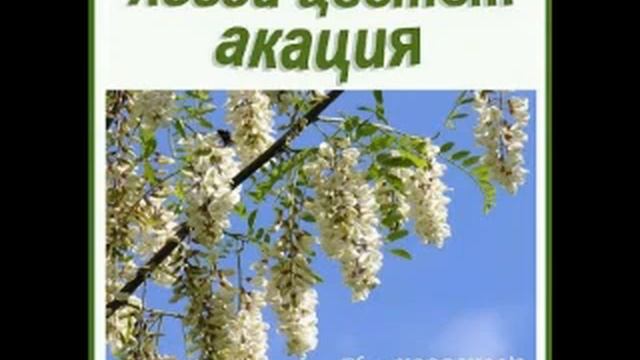 Акация стихотворение. Белой акации гроздья душистые. Деревья и кустарники для детей. Акация стихотворение. Стих расцвела акация.