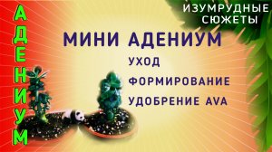 Мини адениум. Уход за мини адениумом. Формирование мини адениума. Удобрение AVA.