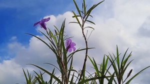 Timelapse of sky and Ruellia |💜🤍💜 | #nature #flower #beautyofnature