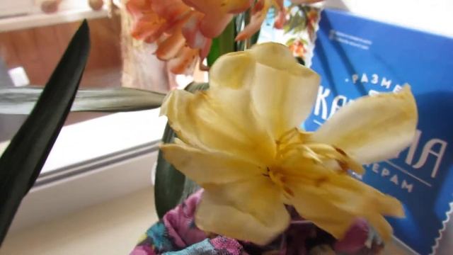 Кливия - МУЛЬТИПЕТАЛ ЛОСОСЕВАЯ и МУЛЬТИПЕТАЛ ЖЁЛТАЯ смотреть онлайн