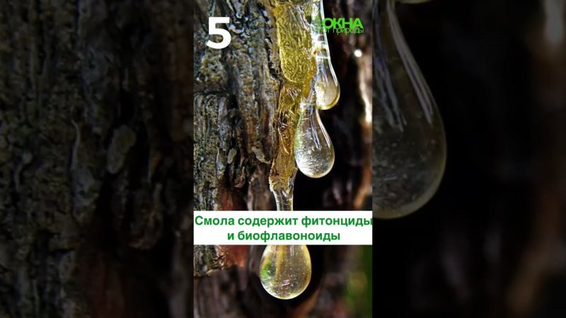 почему стоит выбрать лиственницу для ваших окон и дверей?