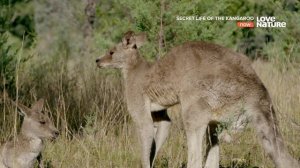 Тайная жизнь кенгуру / Secret life of the kangaroo 1 сезон 3 серия Жизнь самца / A Buck's Life 4К