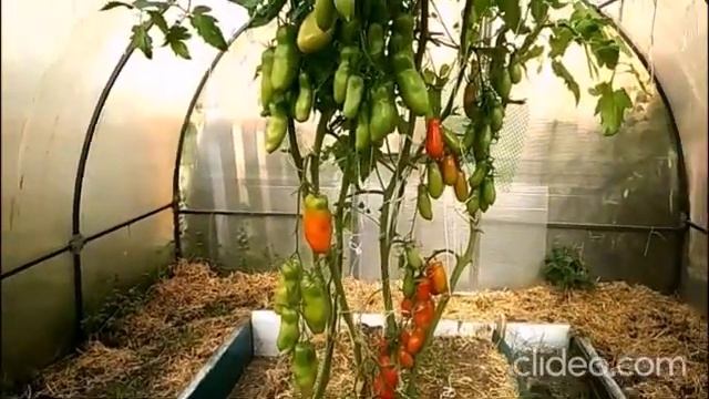 Аурия и Фляшен - два урожайных сорта и грубая ошибка при выращивании смотреть онлайн