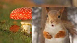 Куликов Белочка умелочка