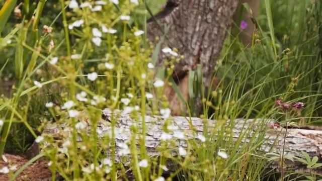 Ботанический сад Петра Великого Санкт-Петербурга смотреть онлайн