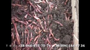 Ответы на Вопросы О разведение Калифорнийских  Червей