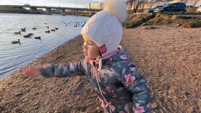 Как кормить уток и что едят утки. Как утки живут в городе. Где можно встретить уток. смотреть онлайн