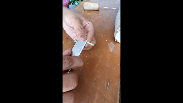 HOW TO GRAFT BOUGAINVILLEA смотреть онлайн