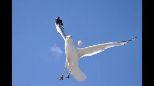 Почему люди не летают так, как птицы?