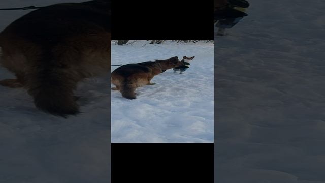 Немецкая овчарка сука 2 года и кобель Басенджи Мартин 1 год и 1 смотреть онлайн