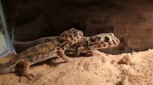 Мои сцинковые гекконы|My geckos Skinks are quite