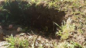 Обзор и тест бюджетного металлоискателя Golden Mask 1+ UK !