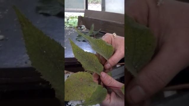 Отличие сеянцев киви от черенкованных саженцев. Генрих Стратон