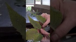 Отличие сеянцев киви от черенкованных саженцев. Генрих Стратон
