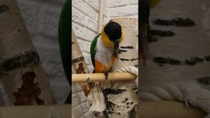 Черноголовый белобрюхий каик